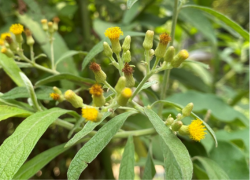 Đại bi –Blumea balsamifera , Asteraceae